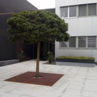 baumrost 01